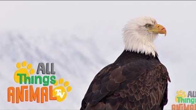 Video * BALD EAGLE * | Animals For Kids | All Things Animal TV em Portuguese