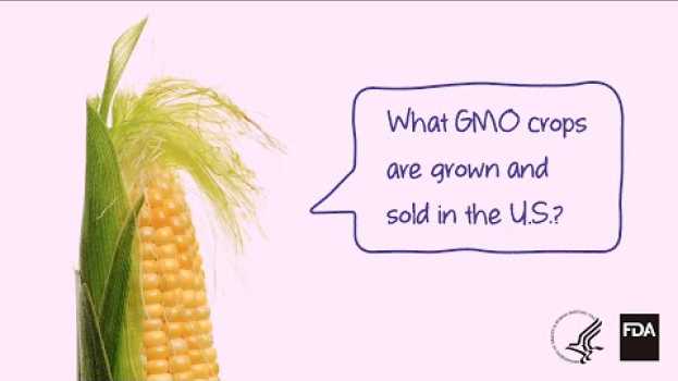 Video Agricultural Biotechnology: What GMO Crops are Grown and Sold? en français