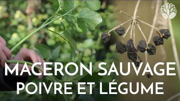 Video Le maceron se mange en légume et ses fruits comme le poivre na Polish