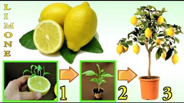 Video LIMONE, TRUCCO INFALLIBILE per far nascere GRATIS un limone in 7 giorni, how to grow fig tree, limon in English