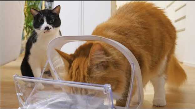 Video We got a microchip cat feeder for only Haku su italiano