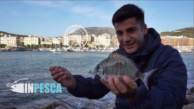 Video BOLOGNESE EXTREME | PESCA dei SARAGHI dalla Scogliera e in Porto su italiano