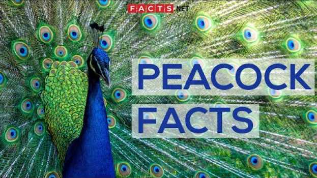 Video Interesting Facts About Peacocks And Peahens, Or The Peafowls en français