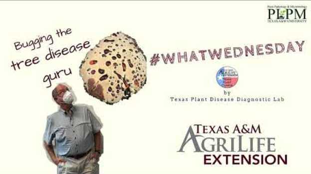 Video #WhatWednesday WHAT can that fungus on my tree trunk do? en Español