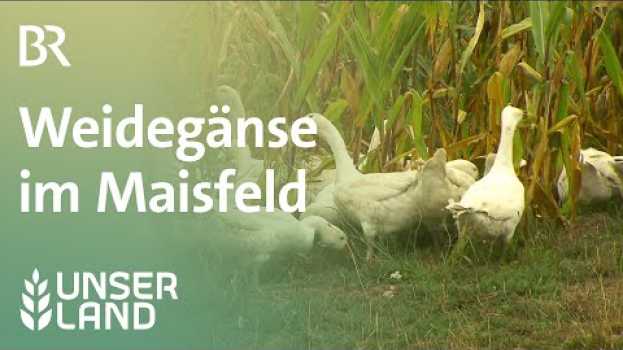 Video Weidegänse im Maisfeld (Re-Upload) | Unser Land | BR Fernsehen em Portuguese