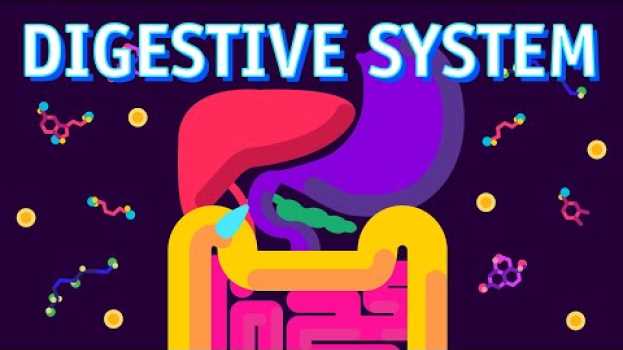 Video How our Digestive System Works? in Deutsch