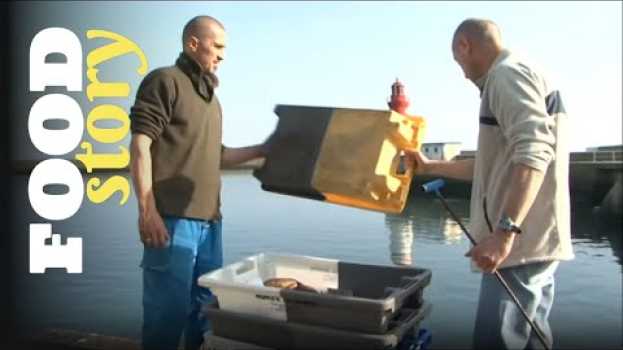 Video Ils doivent jeter des tonnes de poissons devenu invendable, c'est la loi ! su italiano