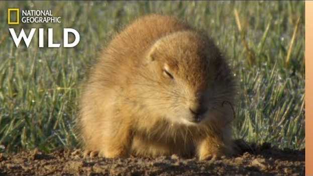 Видео Which Animals Hibernate? | Animal Autofill на русском