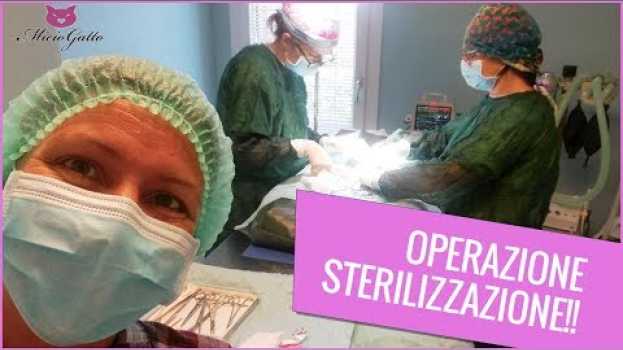 Video L'operazione di sterilizzazione di un gatto in sala operatoria spiegata dal veterinario en français