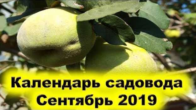 Видео Календарь садовода сентябрь 2019 года. Почему нужно обработать кремниевым раствором растения сада? на русском