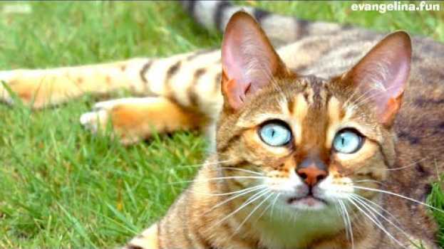 Video 5 фактов о кошках. Какой кот был самым маленьким? Кис-Кис Шоу #3 na Polish
