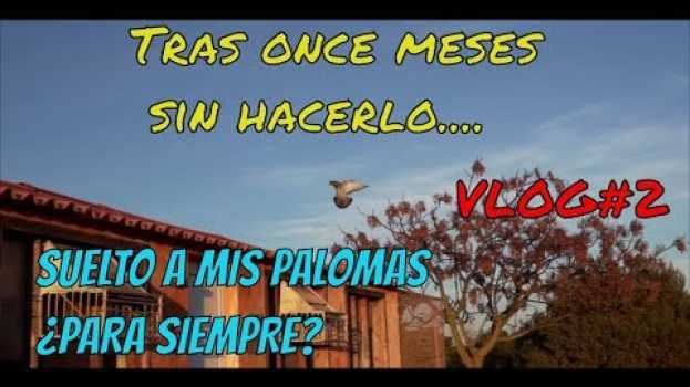 Video Palomas mensajeras. Tras 1️⃣1️⃣ meses sin volar, suelto mis palomas.✅🐦 ¿Para siempre? 🤔 in English