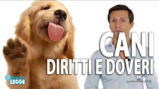 Video Cani : Diritti e Doveri | avv. Angelo Greco | Questa è la Legge in English