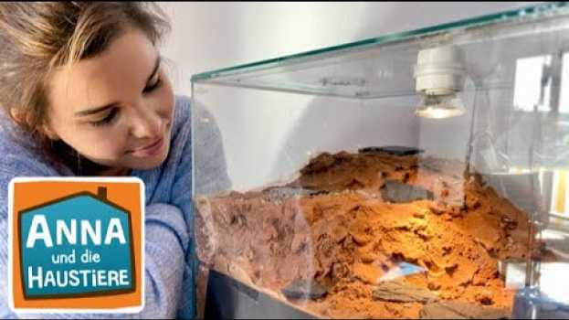Video Ameisen | Information für Kinder | Anna und die Haustiere in English