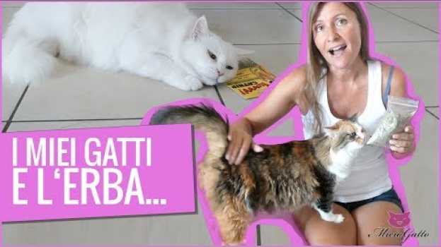 Видео Erba gatta o catnip: che effetti ha? на русском
