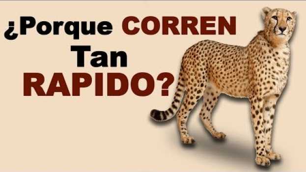 Video 🐆 ¿Dónde VIVE el Guepardo y Cuánto Tiempo Puede Llegar a VIVIR? - Animales Salvajes en Español