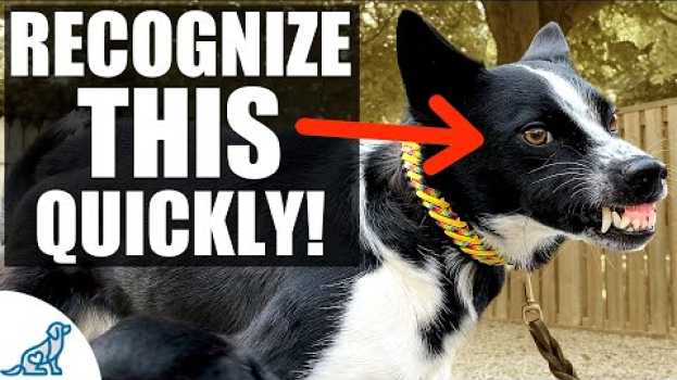 Video Introducing Your Puppy To Other Dogs? Here's What You Need To Know na Polish