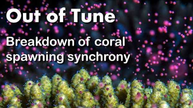 Video Out of Tune - Breakdown of Coral Spawning Synchrony em Portuguese