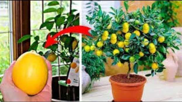 Video Como Plantar um Pé de Limão até mesmo em Apartamento su italiano