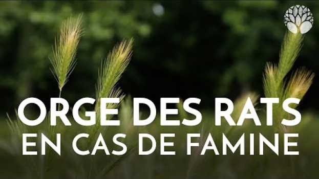Видео L'orge des rats, la céréale sauvage des famines ! на русском