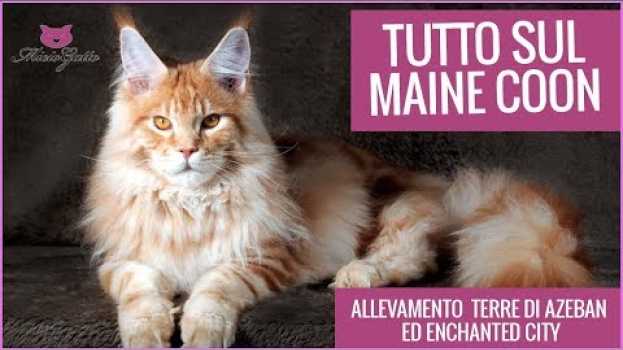 Video Maine coon: tutto sul gatto gigante! em Portuguese