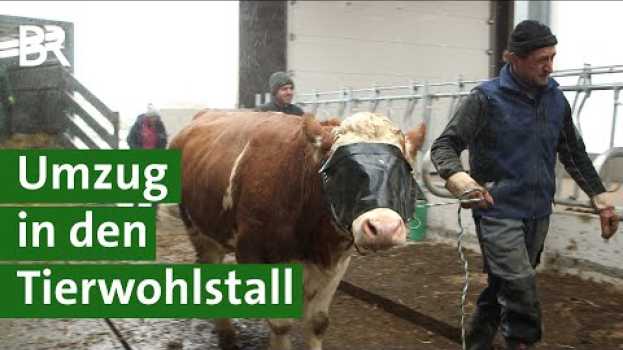Video Mehr Tierwohl für Kühe: Umzug von der Anbindehaltung in den Kompostierungsstall | Unser Land | BR na Polish