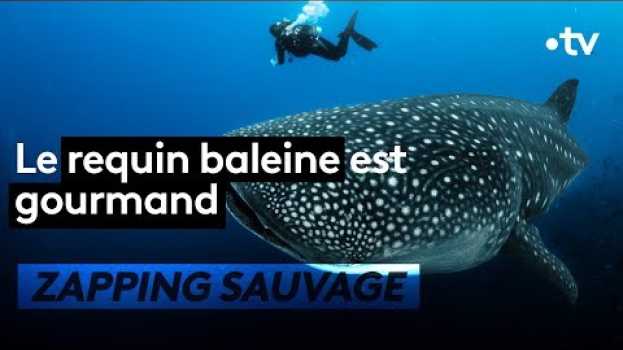 Видео Le requin-baleine est fort gourmand - ZAPPING SAUVAGE на русском