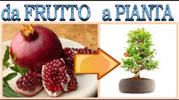 Video MELOGRANO fai nascere una piantina a costo zero dai semi, how to grow pomegranate, granada em Portuguese