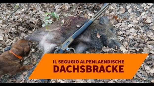 Video Il segugio AlpenlaEndische Dachsbracke in English