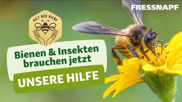 Video Hilf der Biene - Was wir für den Insektenschutz tun können en Español