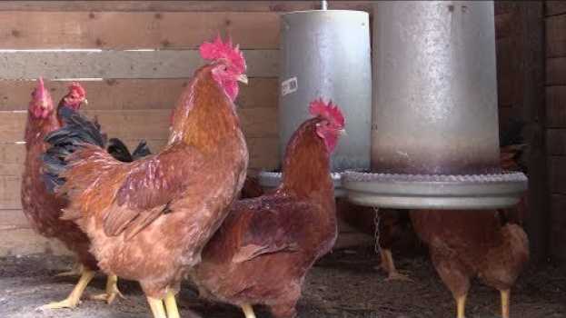 Video Pollo da carne e gallina ovaiola. La tutela del benessere in Emilia-Romagna en français