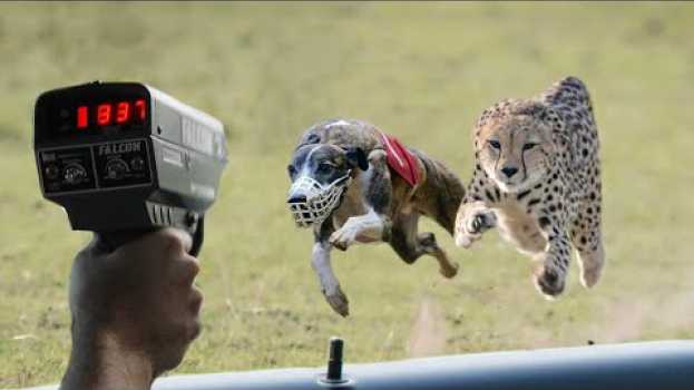 Видео Can Top 10 Fastest Dog Breeds Beat The Cheetah? - Top 10 Fastest Dog Breeds In The World на русском