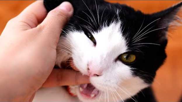Видео Why Cats Sometimes Bite You & Other Strange Behaviors Explained на русском