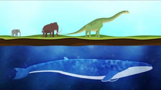 Video Ecco come le balene sono diventate gli animali più grandi al mondo | Insider Italiano en français