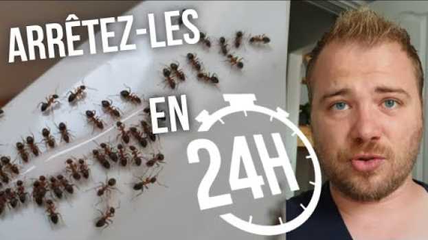 Video Comment éliminer efficacement les fourmis dans sa maison ? em Portuguese