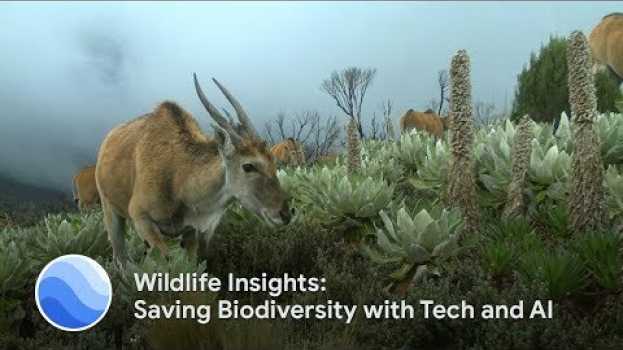 Video Wildlife Insights: Saving Biodiversity with Tech and AI em Portuguese