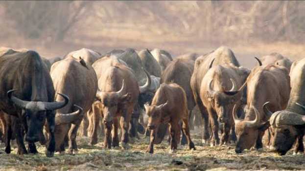 Video The Pragmatic Way African Buffalos Organize Their Herds na Polish