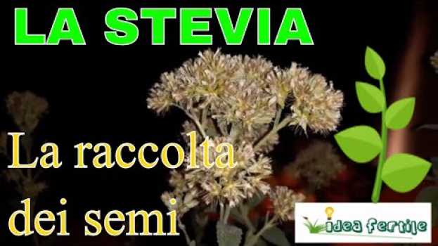 Video Quando raccogliere i semi della Stevia (e altri hobby invernali...) em Portuguese