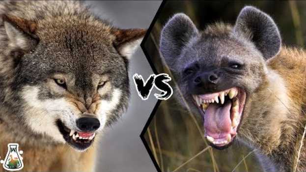 Video GREY WOLF VS SPOTTED HYENA - Who would win? en français