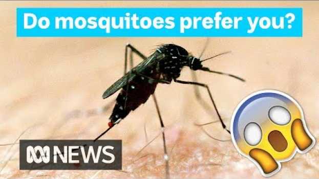 Video Why mosquitoes bite some people more than others | Did You Know? na Polish
