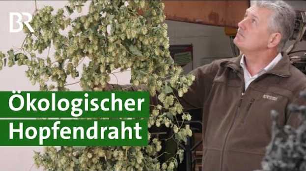 Видео Weniger Plastik im Hopfenbau durch biologisch abbaubaren Draht? | Hopfen Doku | Unser Land | BR на русском