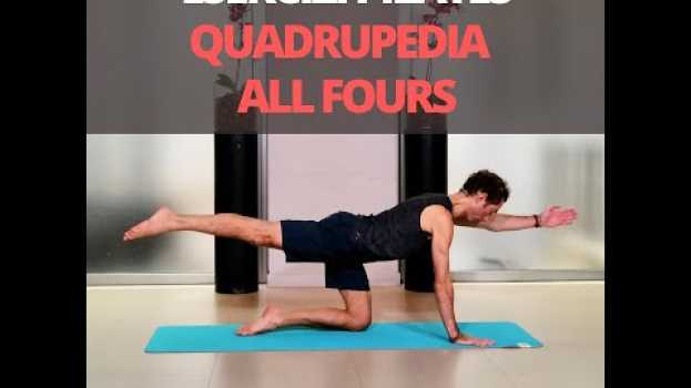 Video Pilates, come fare l'esercizio All Fours in quadrupedia | Enzo Ventimiglia | Mat You Can in English