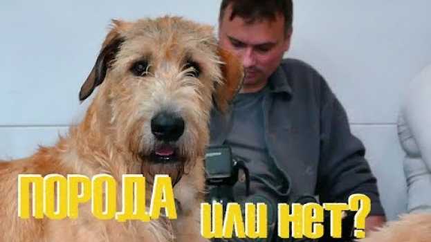 Video Породная или беспородная должна быть собака? И почему всем нужно разное? em Portuguese