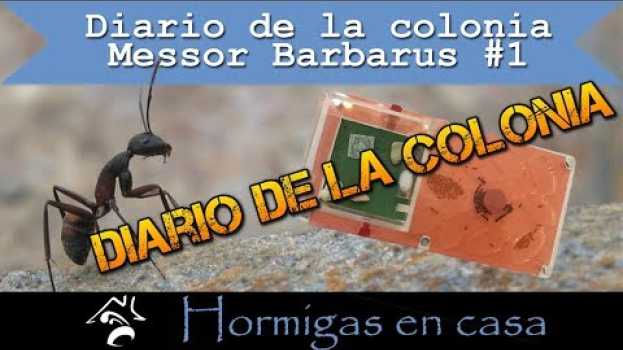 Video 🐜🏠 1 mes después, colonia Ariel | Mi granja de hormigas | Hormigas en casa en Español