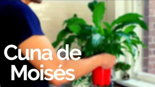 Видео Cuna De Moisés / Cómo Hacer Que Florezca (Spathiphyllum, Espatifilo) PLANTAS DE INTERIOR на русском
