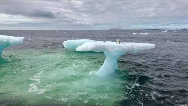 Video Рыбаки думали что это тюлень на дрейфующей льдине, но когда приблизились то сильно удивились em Portuguese