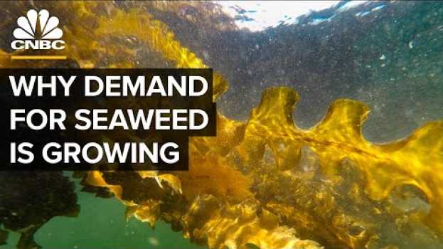 Video Why Demand For Seaweed Is About To Boom in Deutsch