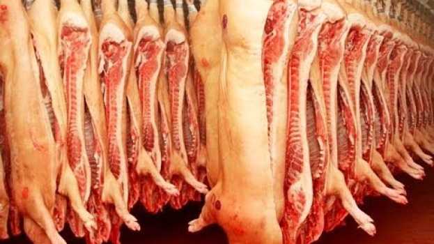 Video ★8 веских причин отказаться от употребления свинины. Это самое вредное мясо! Вот почему en français