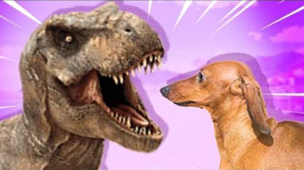 Video O cachorro que lutou com um dinossauro no acre... en français