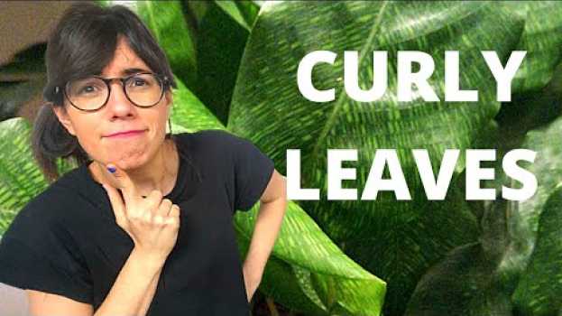 Video Calathea musaica leaves curling (AND HOW TO FIX IT!) en français